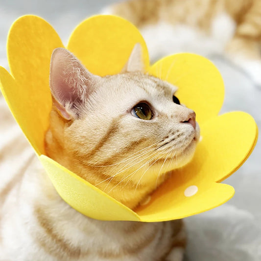 Guérison des plaies Chat Chiens Santé Cercle médical