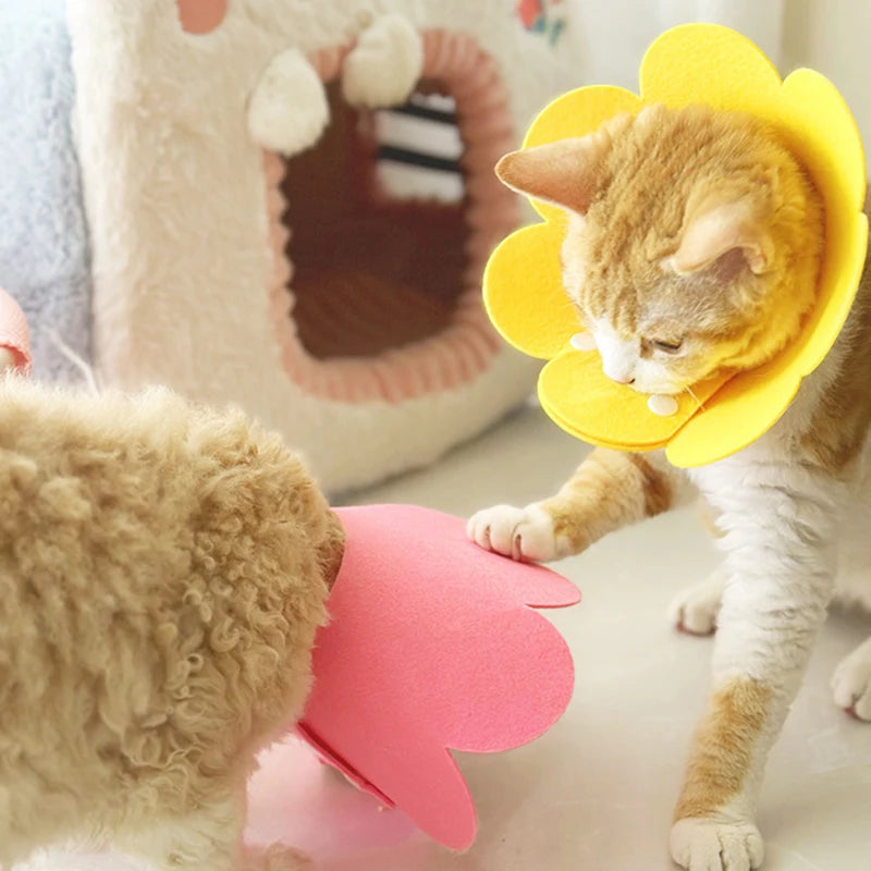 Guérison des plaies Chat Chiens Santé Cercle médical